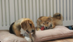 Luna en Keiko