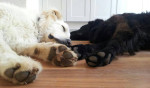 Jet en Wiske