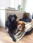 Wiske en Didi