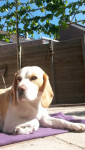 Bailey 