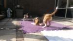Didi en Senna
