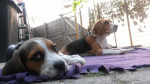 Senna en Didi