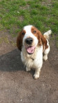Toby 
